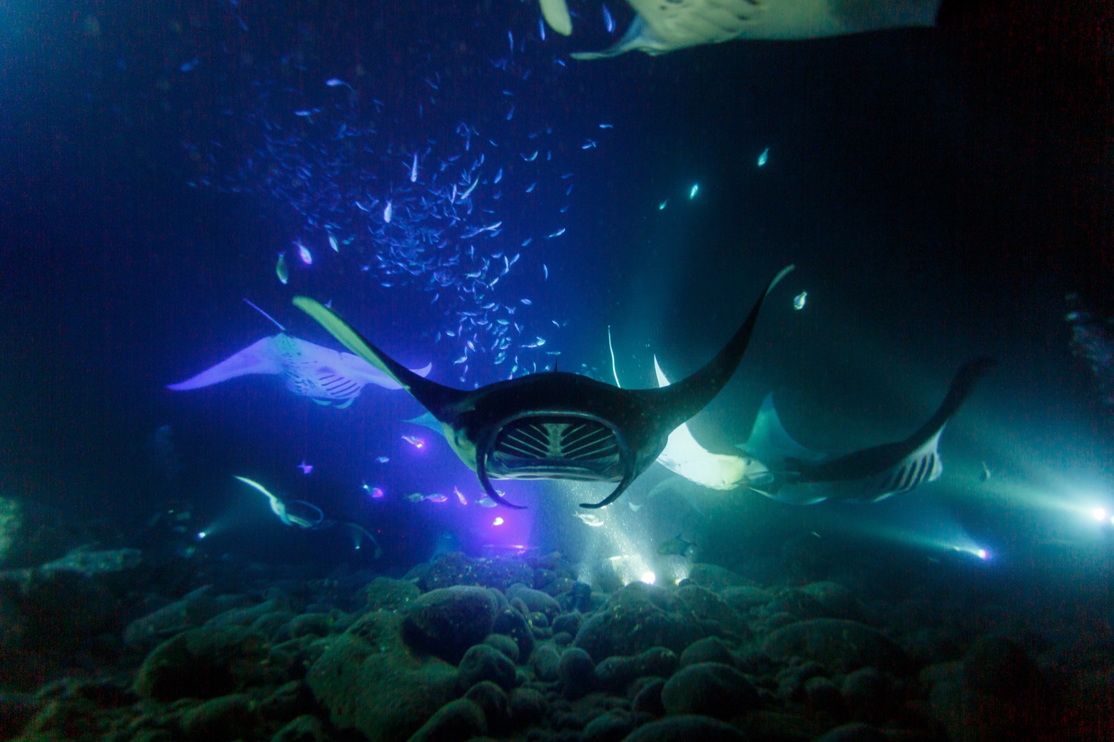 A manta ray gliding through the night lights